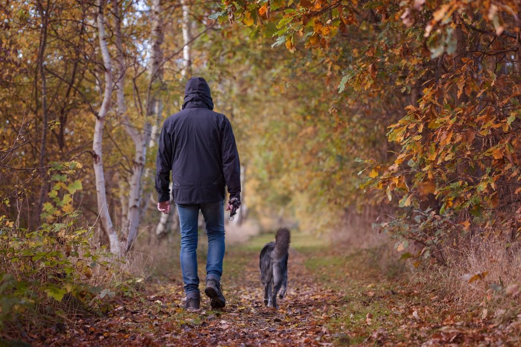 autumn walk, autumn, fall foliage