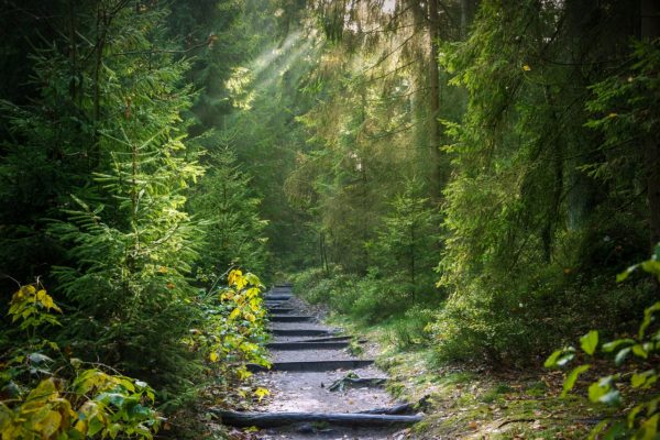 forest, away, forest path